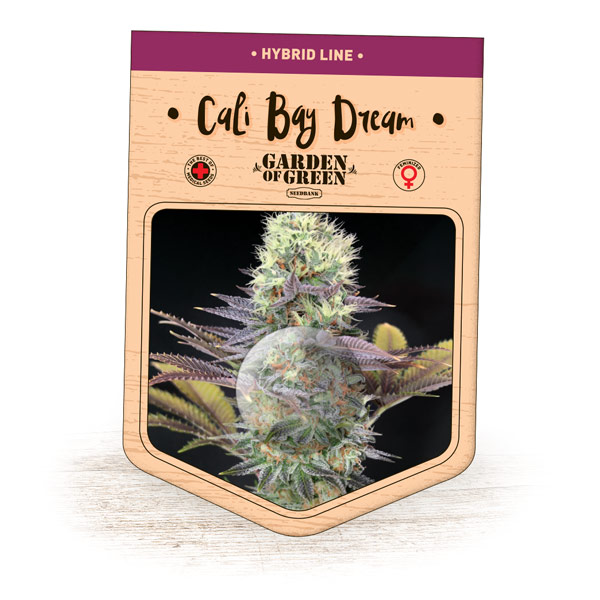 Cali Bay Dream Feminised Seeds