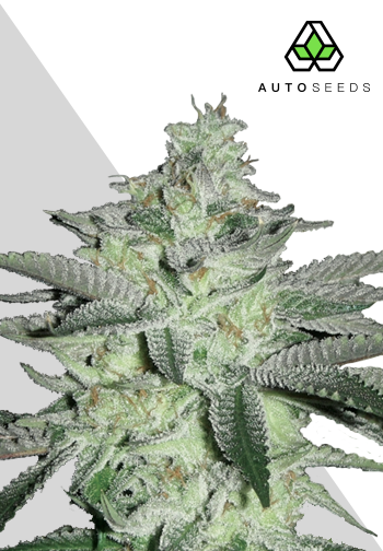 Diesel Berry Feminised Seeds