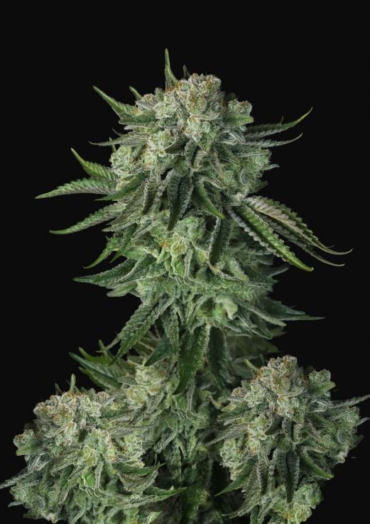 Auto Moby Dick Feminised Seeds