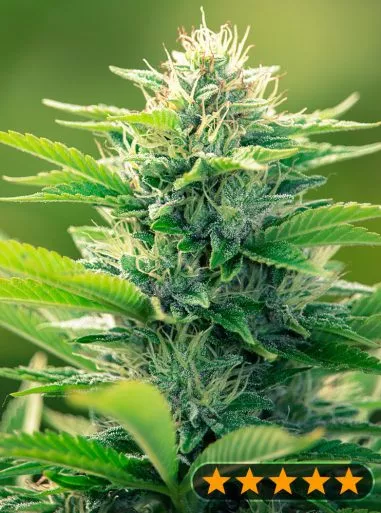 CBD Oil Maker Feminised Seeds