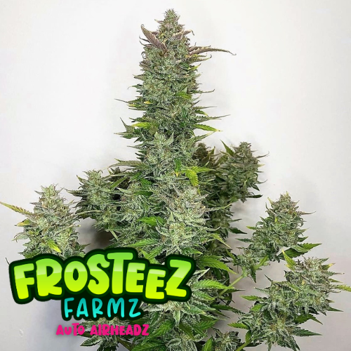 Auto AirHeadz Feminised Seeds