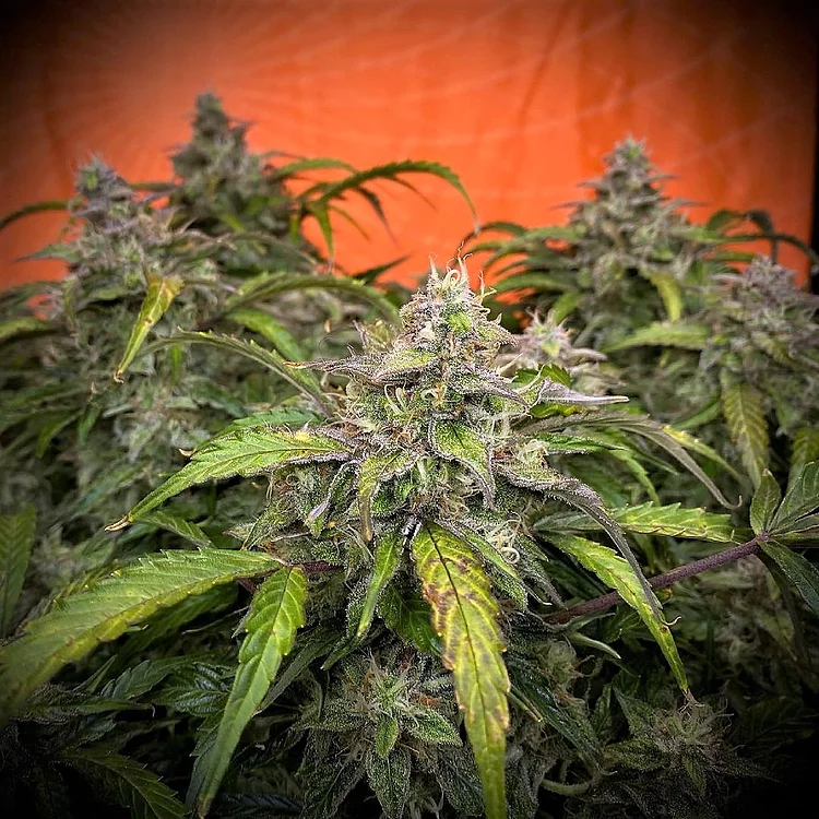 Auto Silver Napalm Feminised Seeds