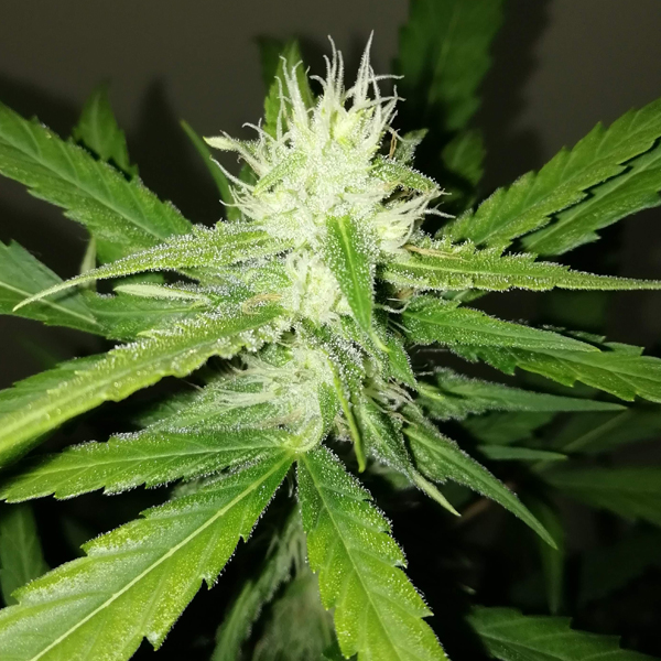 Amnesia Ganja Haze Auto Feminised Seeds