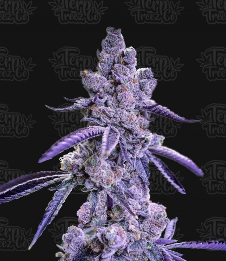 Blue Nerdz Auto Feminised Seeds