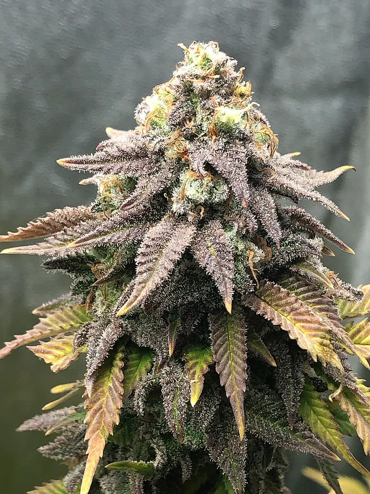Cali Mango Mass Feminised Seeds