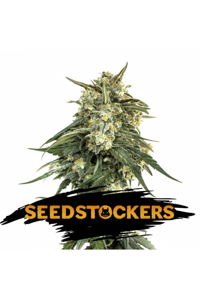 BCN Critical XXL Fast Feminised Seeds