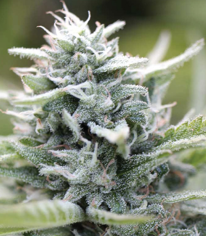 Magic Melon Auto Feminised Seeds