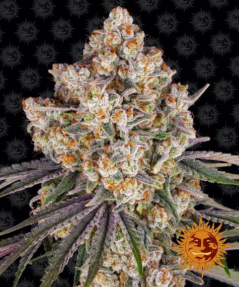 Ice Cream Cake Feminised Seeds