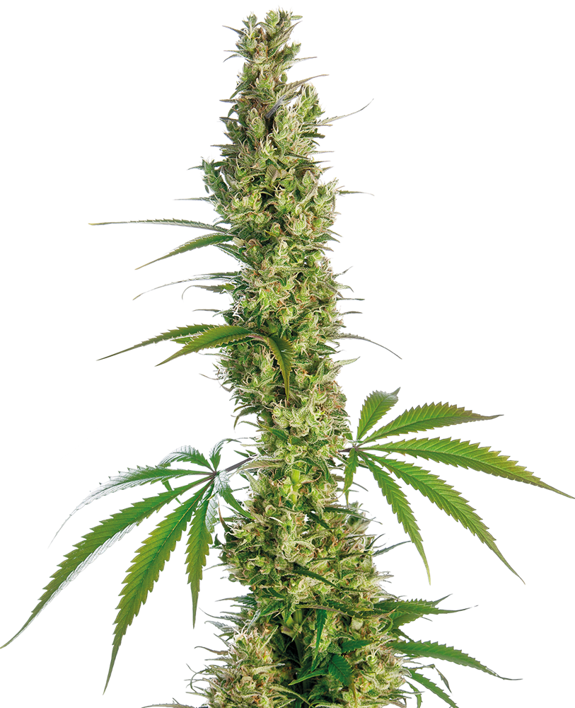 Eagle Bill Feminised Seeds