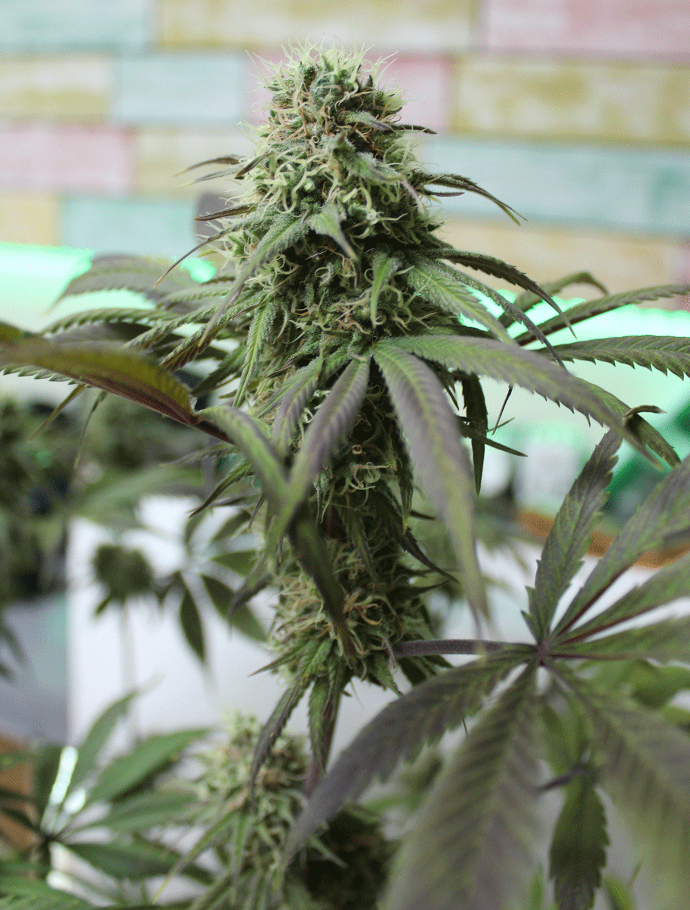 Yumboldt x Banana Feminised Seeds