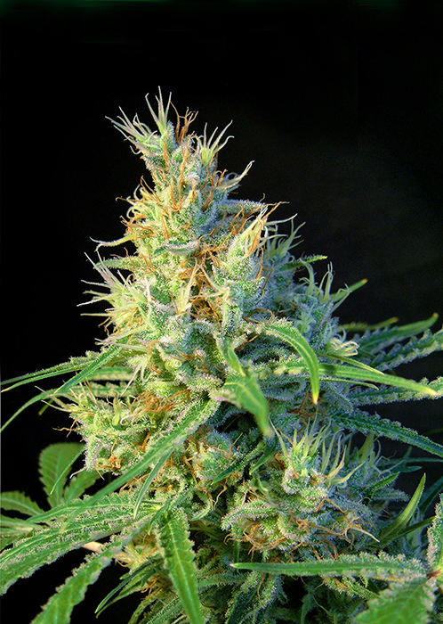 Psicodelicia Feminised Seeds