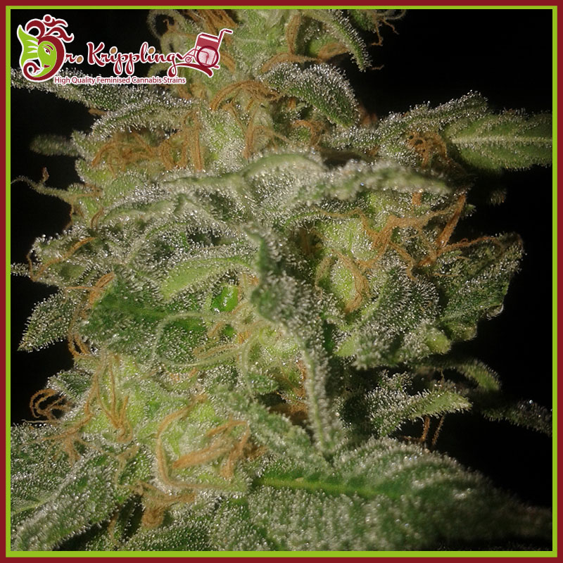 Incredible Bulk Auto Feminised Seeds