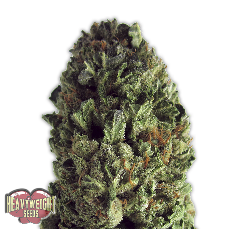 Budzilla Feminised Seeds