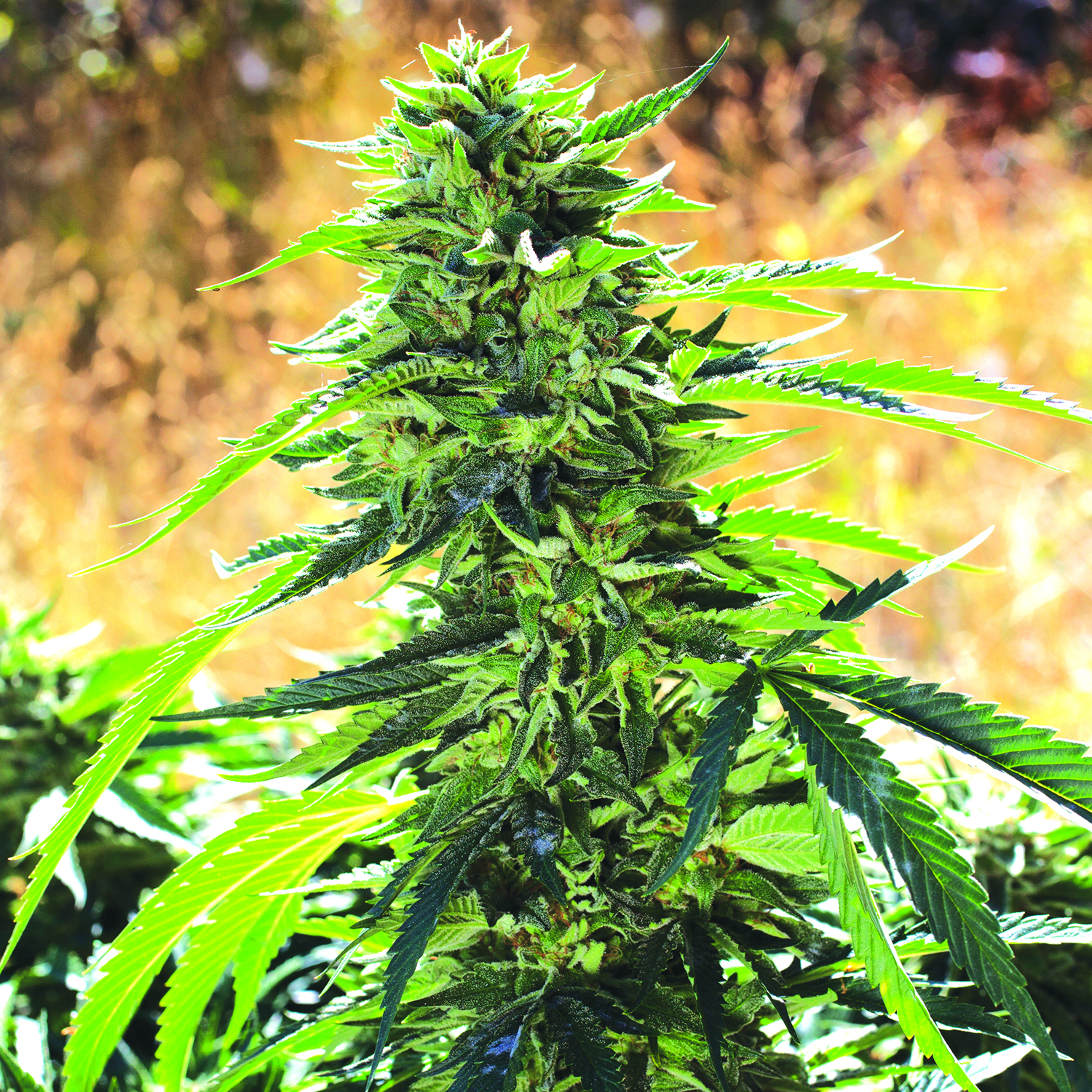 Super Sour O.G. Feminised Seeds