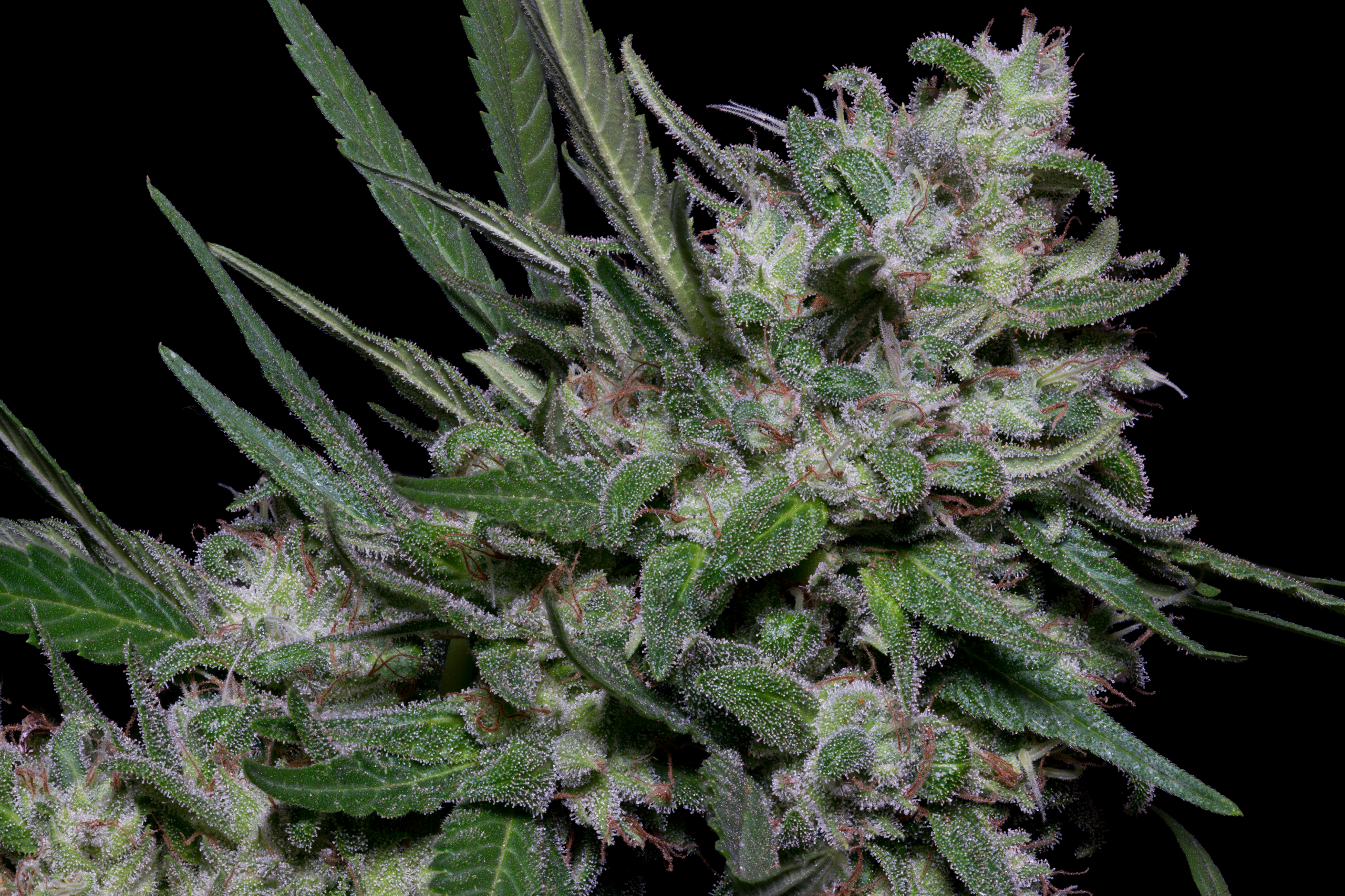 Girl Scout Cookies Feminised Seeds