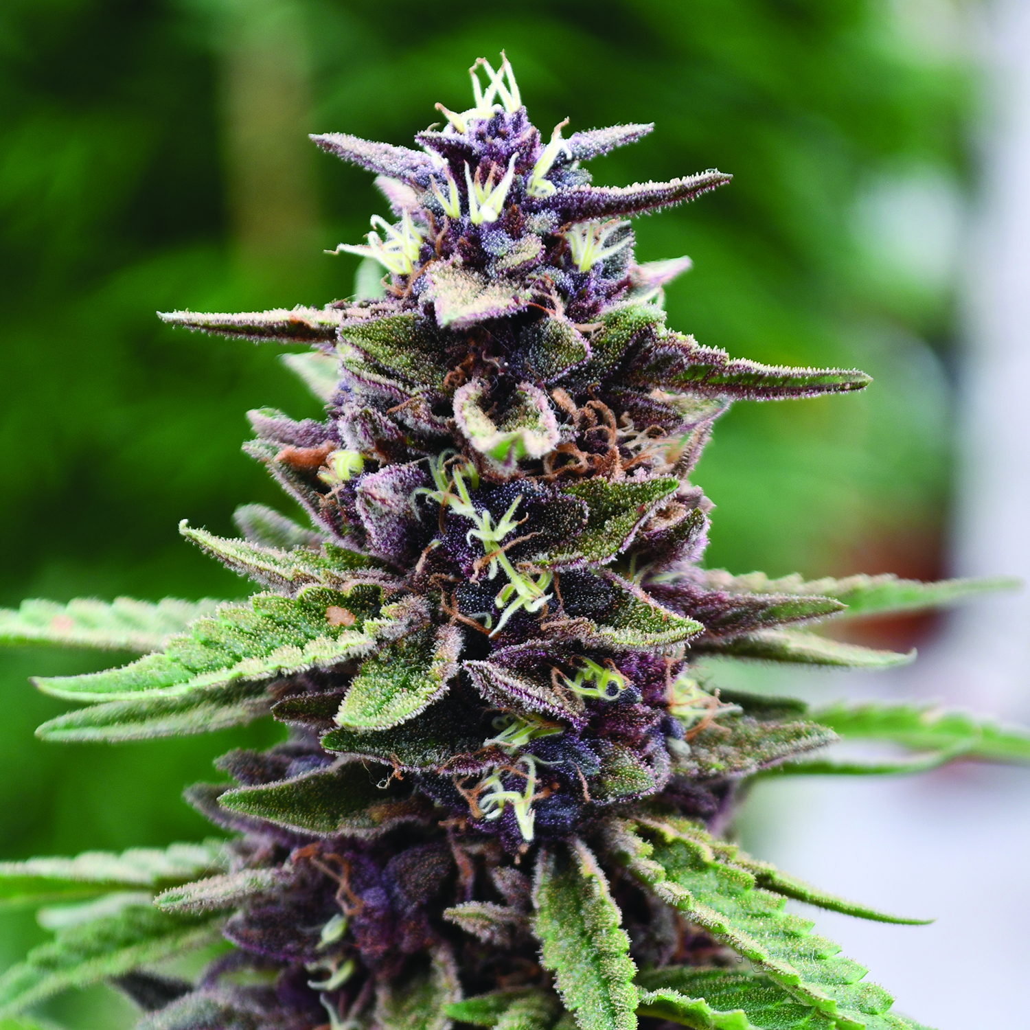 Royal Purple Kush Feminised Seeds