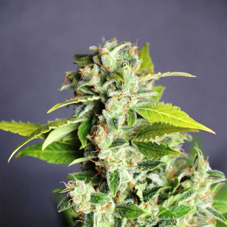Mikromachine Auto Feminised Seeds