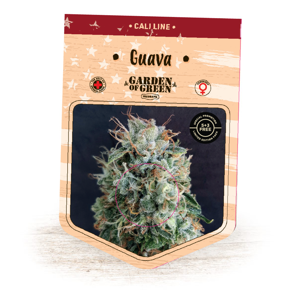 Guava Feminised Seeds