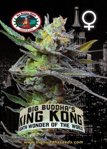 King Kong Feminised Seeds