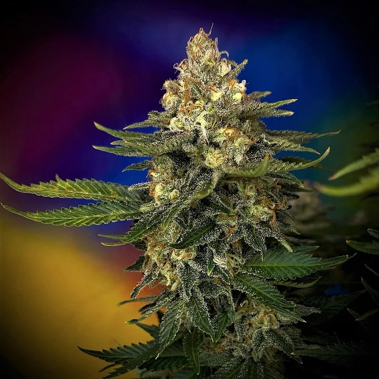 Megaton Mass Feminised Seeds