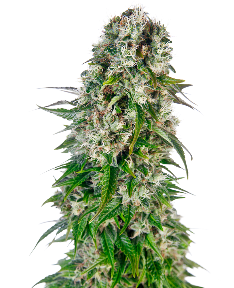 Big Bud Auto Feminised Sensi Seeds