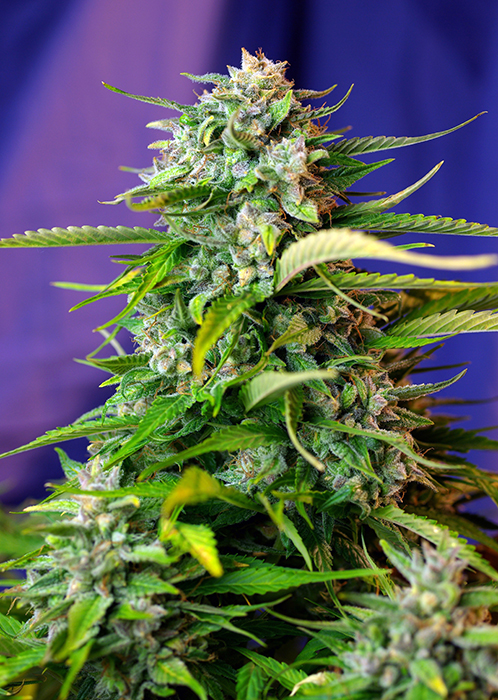 Auto Jack 47 Feminised Sweet Seeds