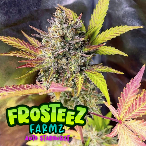 Auto StarBurzt Feminised Seeds