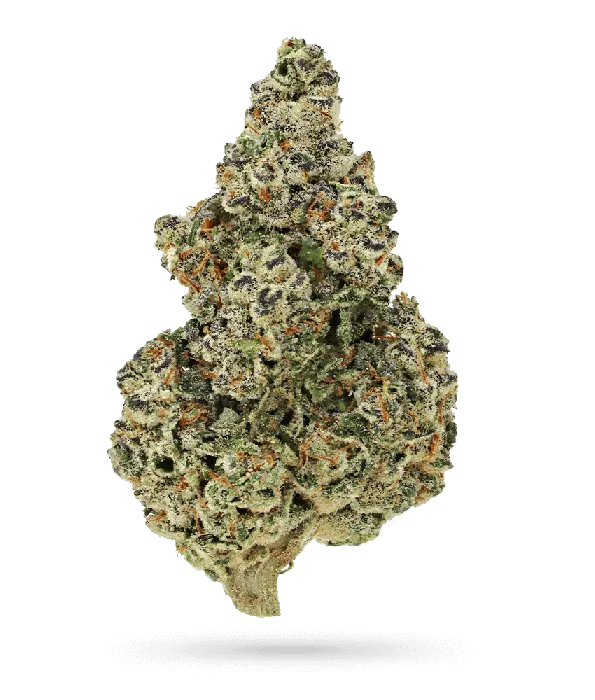 Crazy Roses FAST Version Feminised Seeds