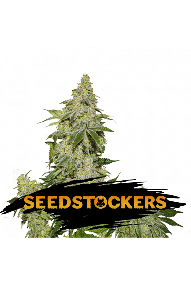 Sherbert Auto Feminised Seeds