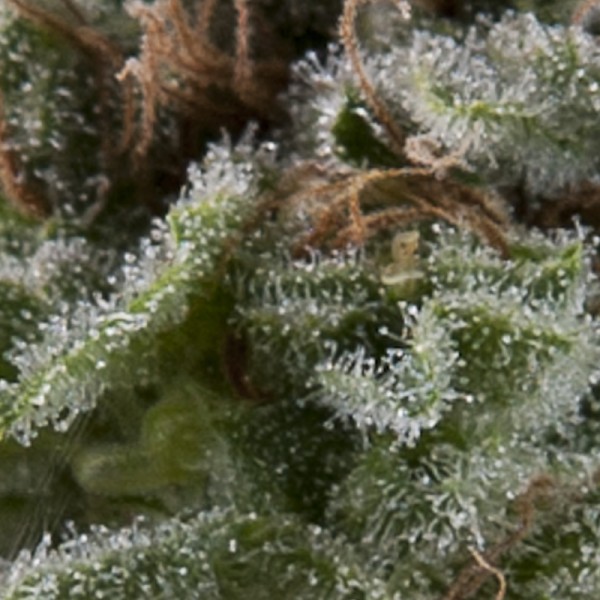 Auto Lennon Feminised Seeds