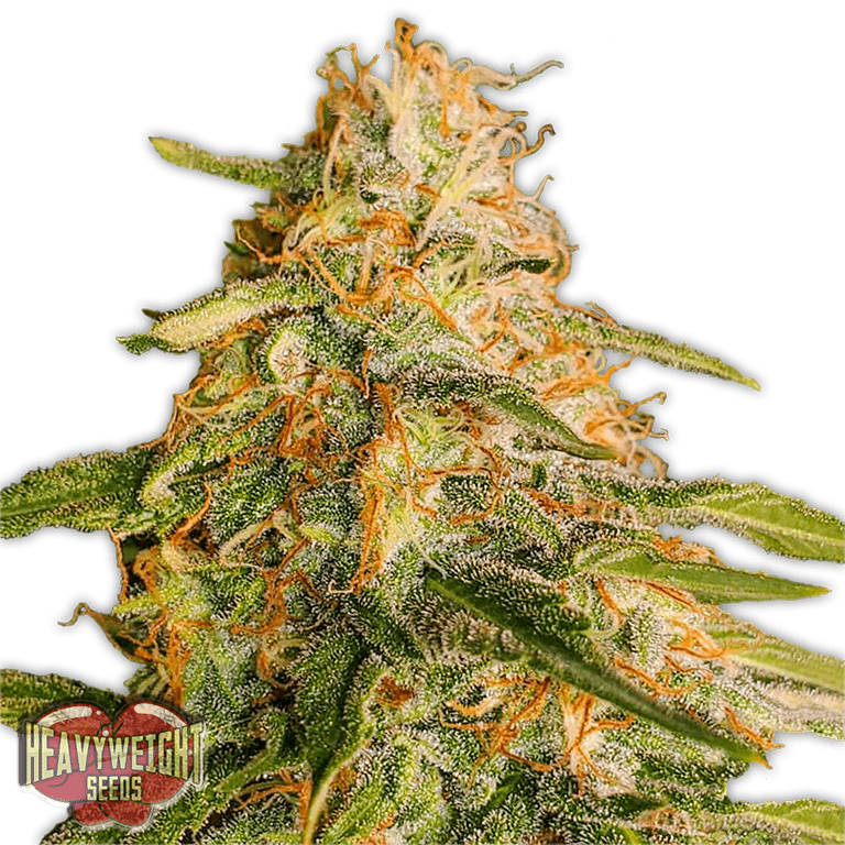 Tropic Punch Feminised Seeds