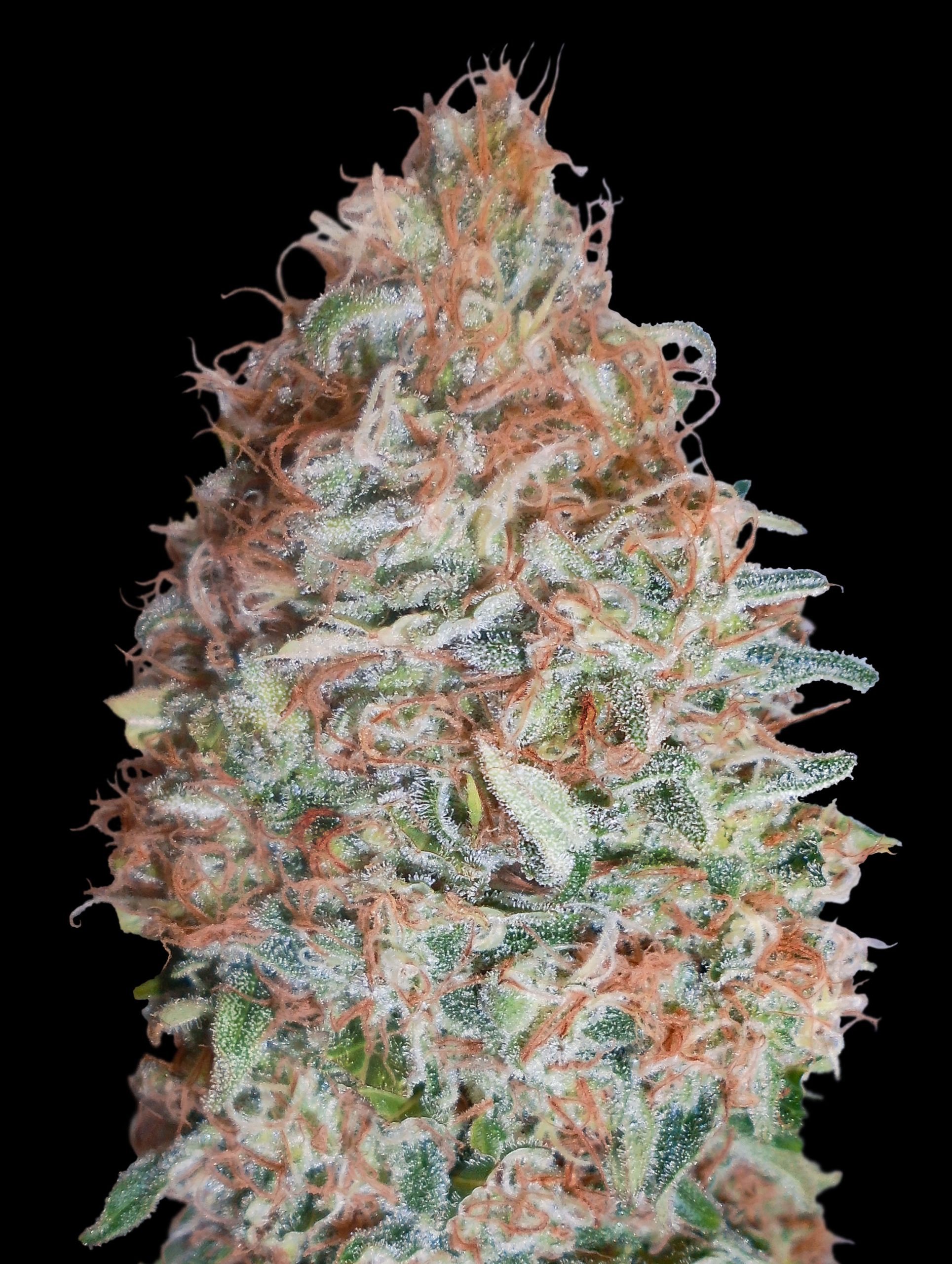 Banana Cookies Feminised Advanced Seeds