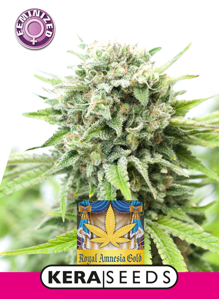 Royal Amnesia Gold Feminised Seeds