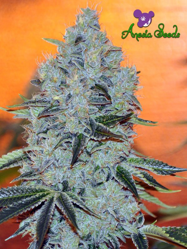 Mob Boss Feminised Cannabis Seeds Anesia Seeds