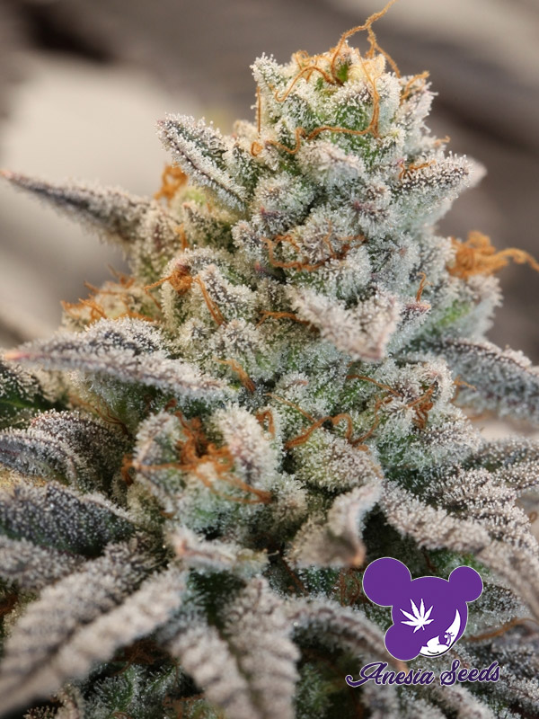 Vanilla Frosting Feminised Cannabis Seeds Anesia Seeds