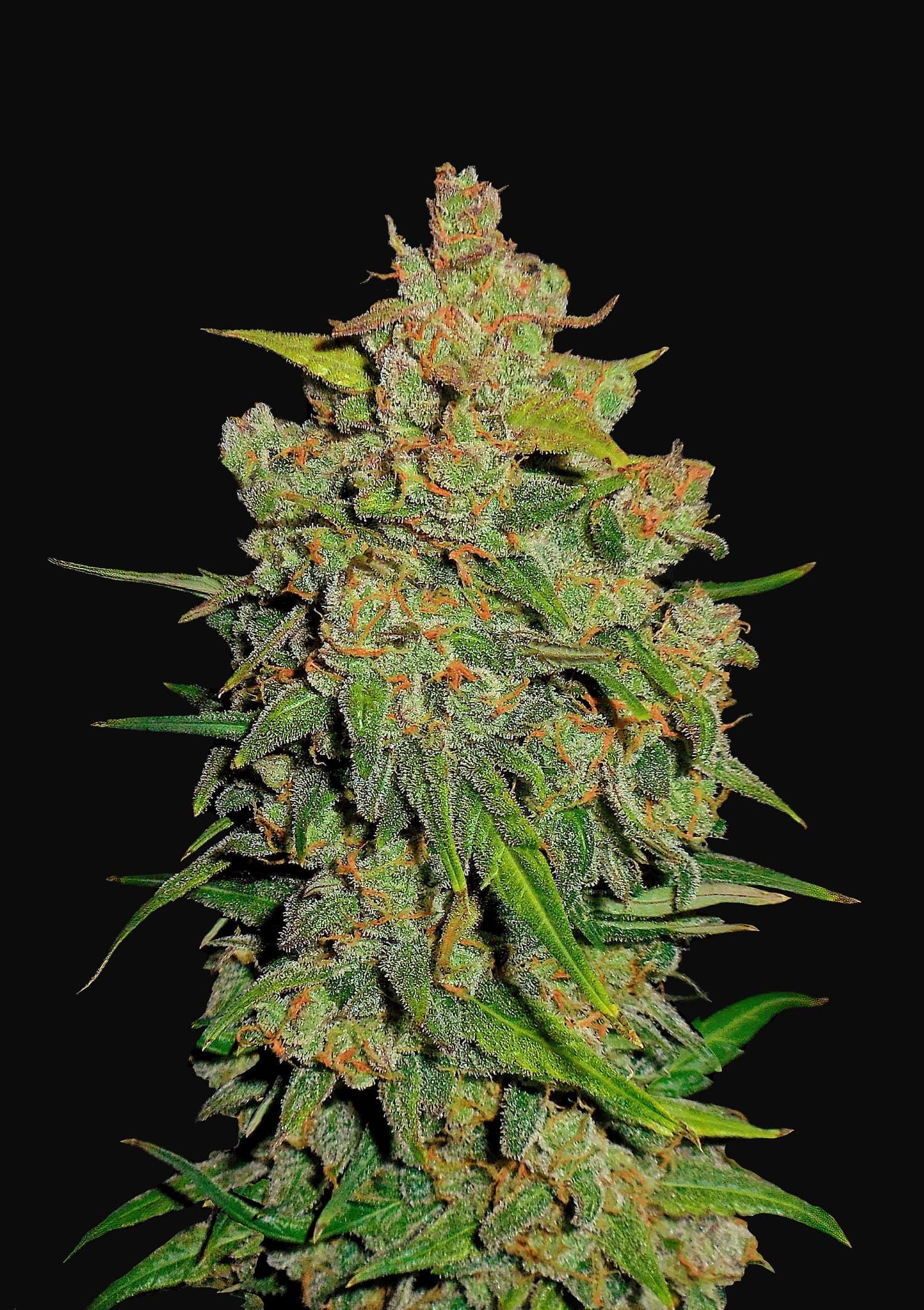 Lemon AK Feminised Seeds