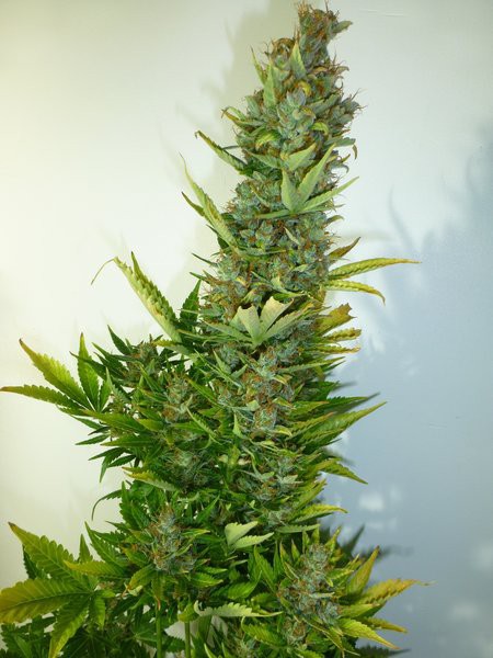 Lemon Haze Feminised Seeds