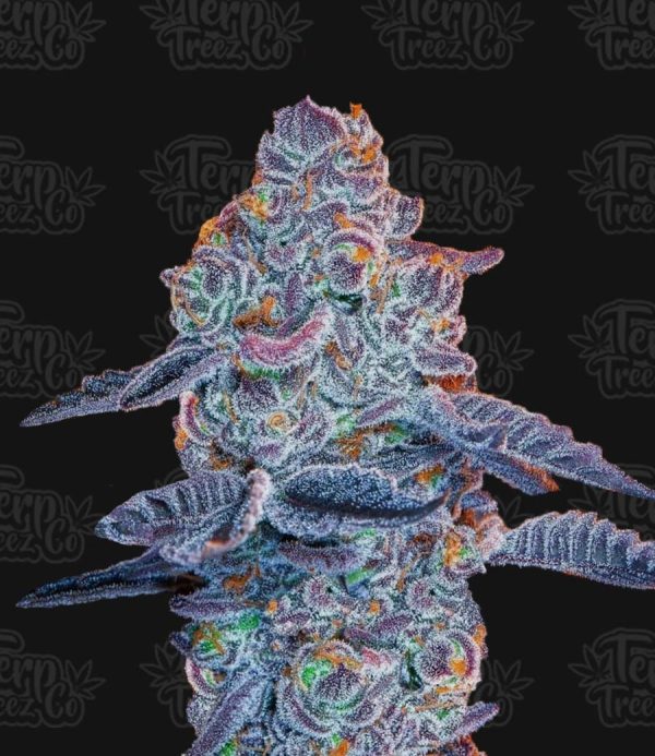 Blue Pancakes S1 Feminised Terp Treez Co Seeds