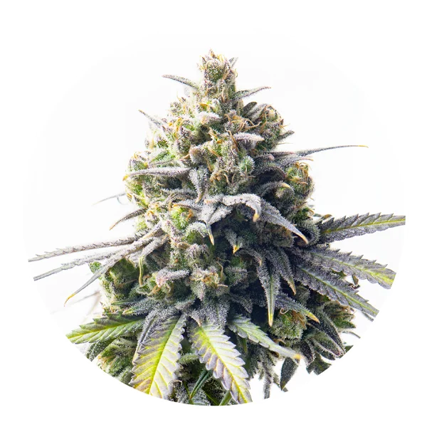 Mega Bucks Auto Feminised Seeds