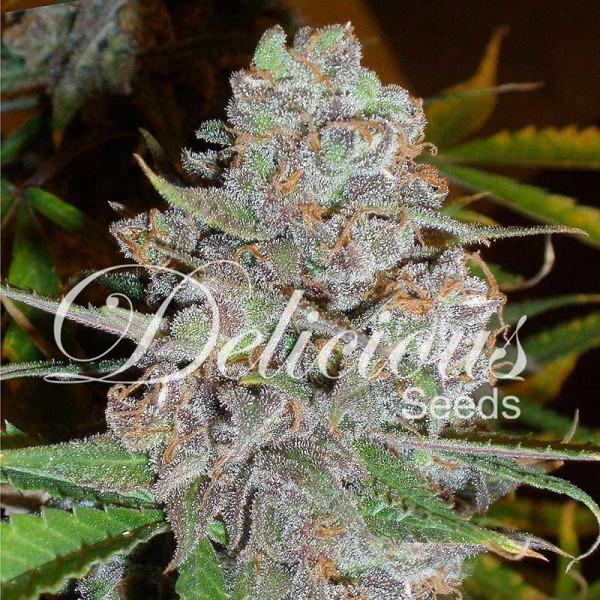 La Diva Feminised Seeds