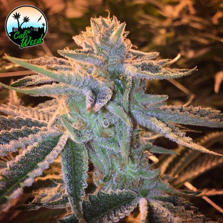Sunset Sherbert Feminised Seeds