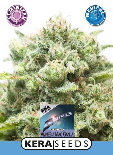 Medical AMG Haze Feminised Seeds