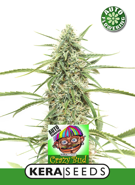 Crazy Bud Auto Feminised Seeds