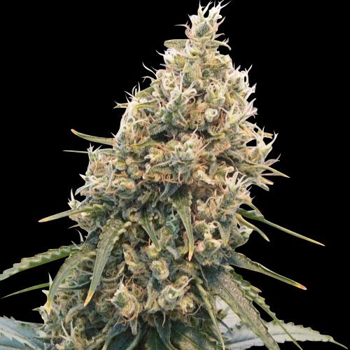 CBD Spliff Berry Feminised Seeds