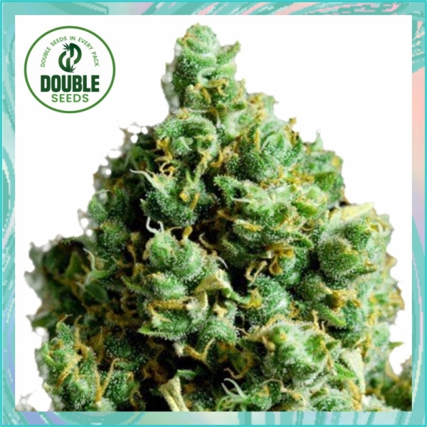 Big Bud Auto Feminised Double Seeds