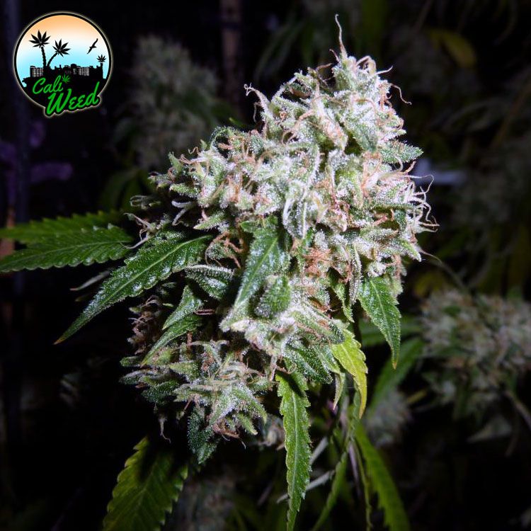 California Headband Feminised Seeds