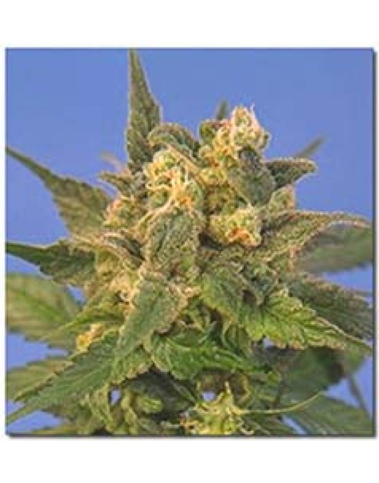 Midnight Blue Feminised Seeds