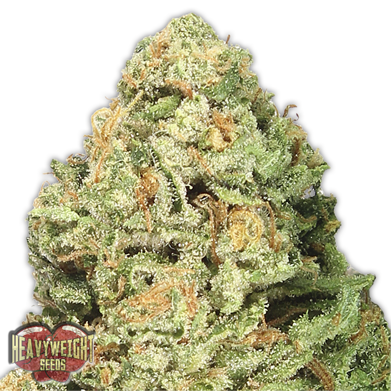 Fruit Punch Feminised Seeds