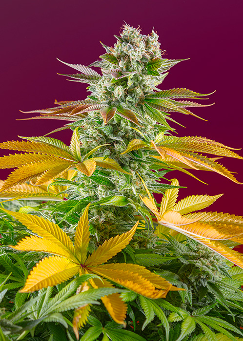 Gorilla Girl F1 Fast V Feminised Seeds