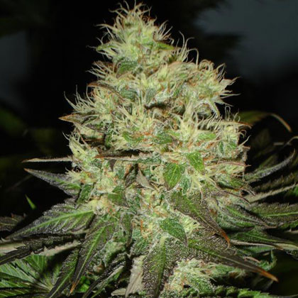 Jack Herer Feminised Seeds
